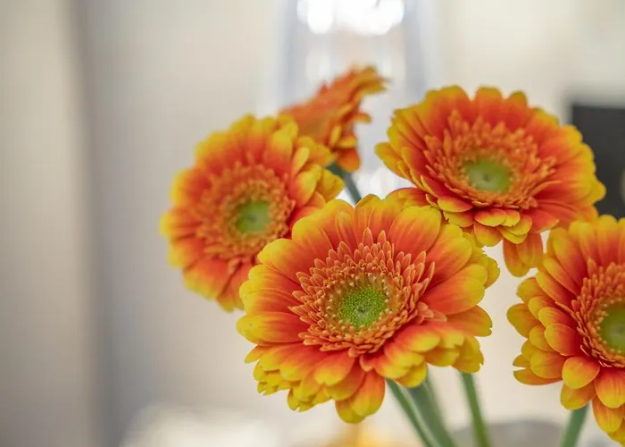 Baltyk Luxury Old Seeblick 304 * Miedzyzdroje